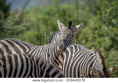 Zebras Bonding In Marakele.