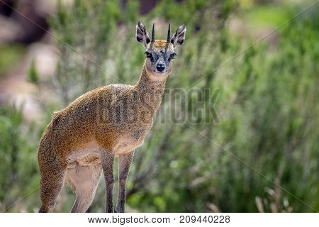 Klipspringer Standing On Rocks.