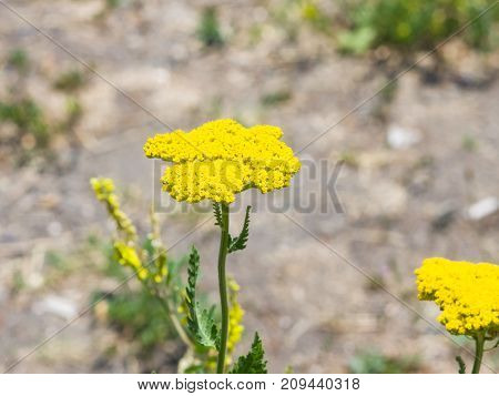 Flower of Fernleaf yarrow or Achillea filipendulina macro selective focus shallow DOF.