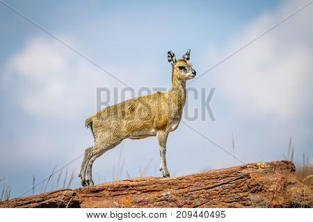 Klipspringer Standing On Rocks.