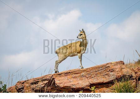 Klipspringer Standing On Rocks.