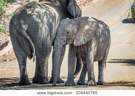 Two Elephants Standing Under A Tree In The Shade.