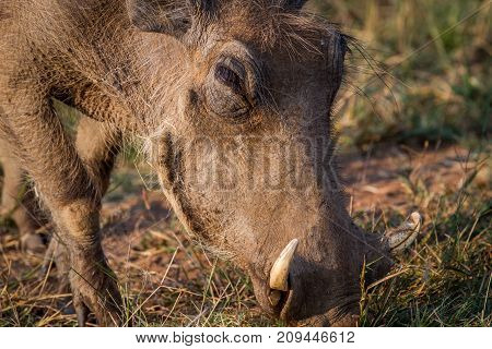 Close Up Of A Warthog Eating.