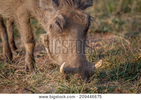 Close Up Of A Warthog Eating.