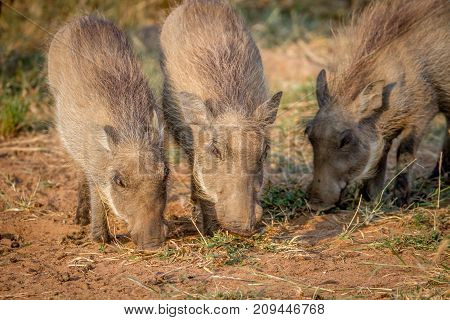 Group Of Warthogs Eating Grass.