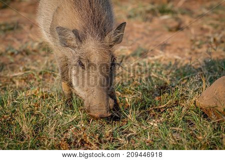Warthog Eating Grass In Pilanesberg.