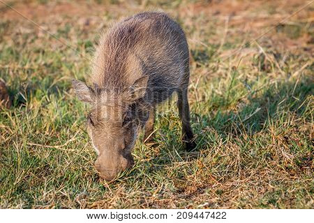Warthog Eating Grass In Pilanesberg.