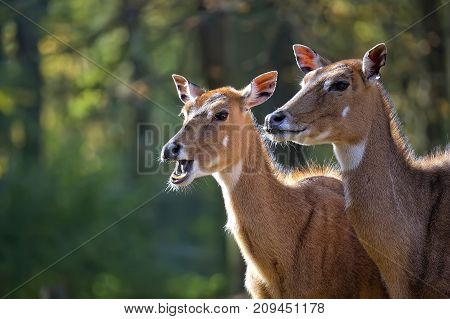 Nilgai in a clearing, a portrait in the wild