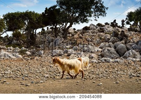 Red goat along a mountain road in Crete