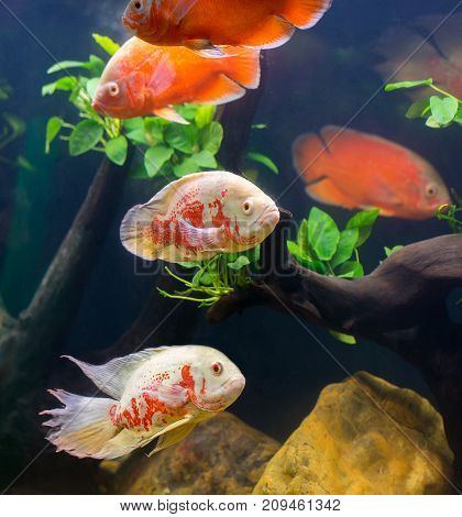 Oscar Fish Many Red Fishes, A Showcase In Beautiful Fish Work