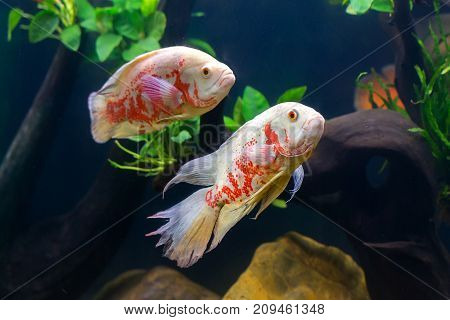 Oscar Fish Many Red Fishes, A Showcase In Beautiful Fish Work