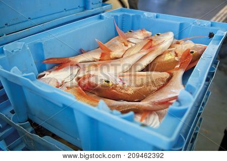 Red bream at the auction in a blue box.