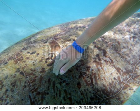 The hand strokes the shell of a huge sea turtle