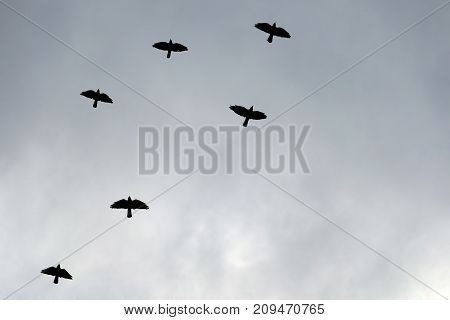 Flock of black birds flying in the sky. Empty copy space for text.