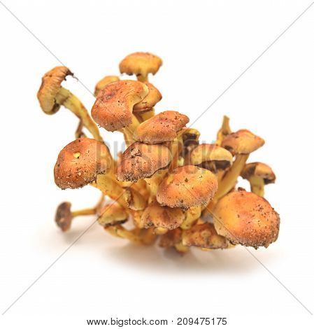 hypholoma fasciculare mushroom known as the sulphur tuft or clustered woodlover
