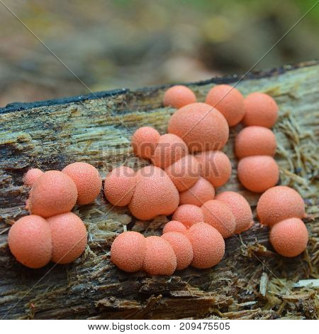Lycogala epidendrum slime mold commonly known as wolf's milk