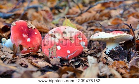 russula nobilis mushroom also known as the beechwood sickener