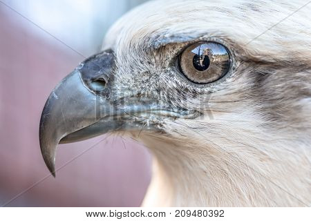 Eyes of a gray eagle close up. Malay, Philippines