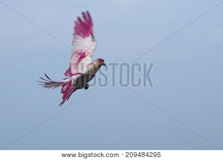 painted red white pigeon flying in air with open wings feathers isolated on white background beak breast eyes tail peace game hope