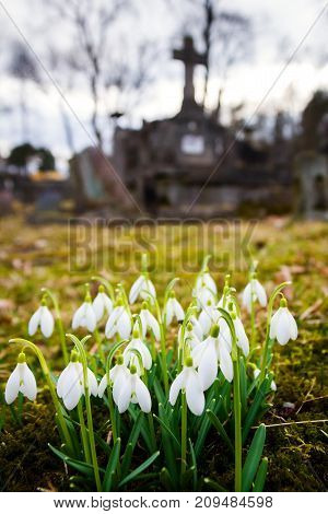 Closeup shot of fresh common snowdrops (Galanthus nivalis) blooming in the cemetery