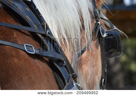 horse head and body right side blinder and bridle