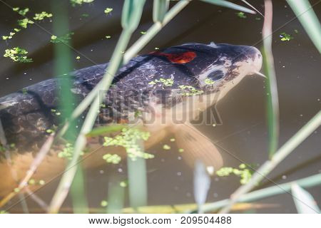 Pond With A Large Koi Carper