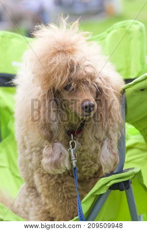 Dog poodle looks at camera, tonsured and combed. Space under the text. 2018 year of the dog in the eastern calendar Concept: parodist dogs, dog friend of man, true friends, rescuers.