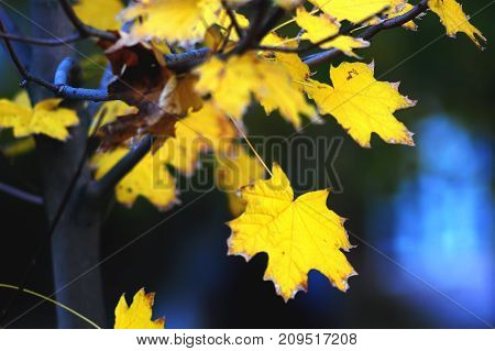 Golden maple leaves close-up on the dark background with colorful glares at the evening. Selective soft focus, bokeh.