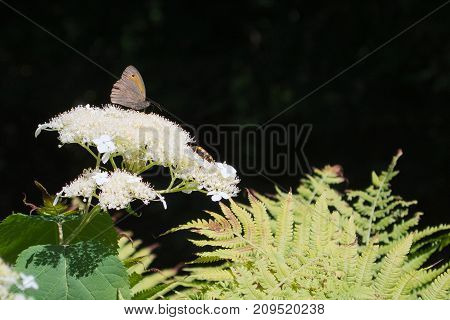 Butterfly and bug on flower with black background.