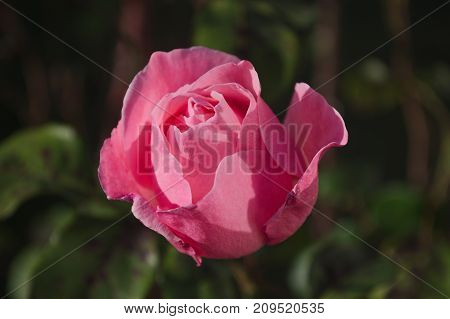 A rose is a rose, in hd.