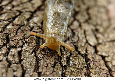 Slug på eg