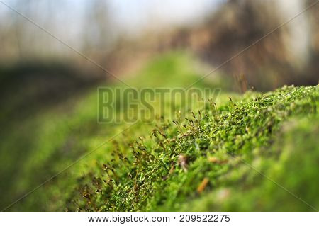 The soothing color of moss and treebark.