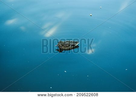 A lonely duck in the pond, looking for company.