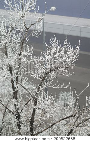 Tree with street in the backround and hoarfrost.
