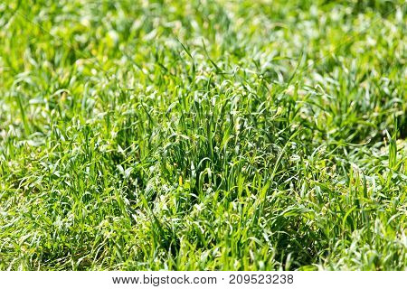 flowering herbs in nature . In the park in nature