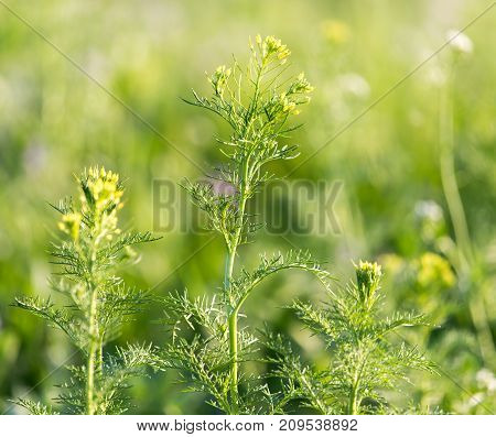 flowering herbs in nature . In the park in nature