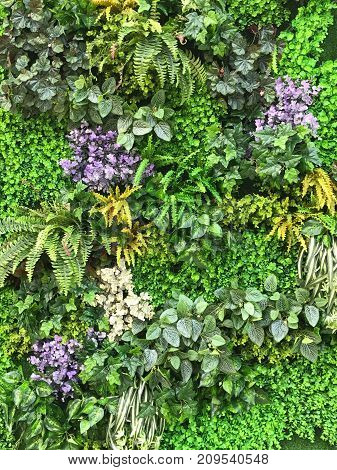 Beautiful wall from various artificial creeper plant for background