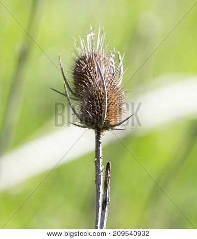 dry thorn in nature . In the park in nature