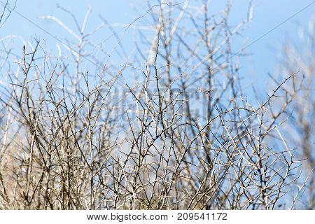 dry thorn in nature . In the park in nature