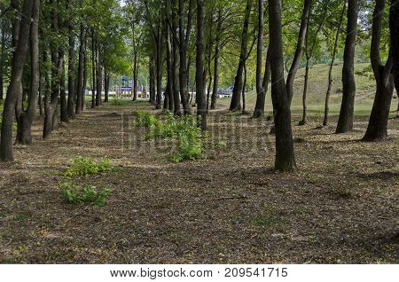 Popular  North park  for rest with autumnal old forest in  Vrabnitsa district, Sofia, Bulgaria
