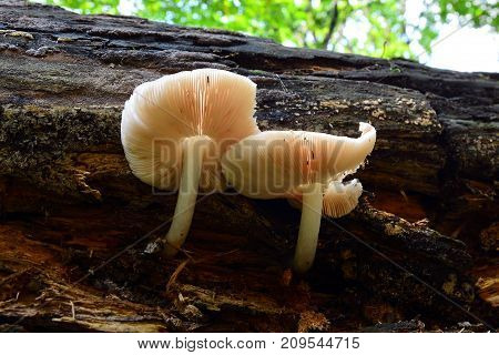 pluteus cervinus mushroom commonly known as the deer shield
