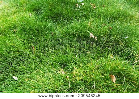 Full picture of grass in high resolution with some leaves.