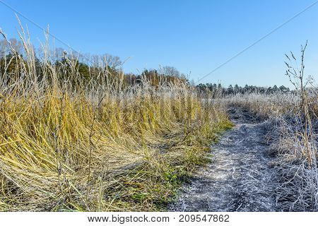 Autumn Autumn Frost Dry Plant first frost Frost Frost In The Field Frost On Plants Frost On The Grass Frost On The Leaves Frost On The Meadow Frost On The Trees Frozen Field Frozen Leaves Frozen Meadow Frozen Plant Late Autumn Meadow Nature Road In Frost