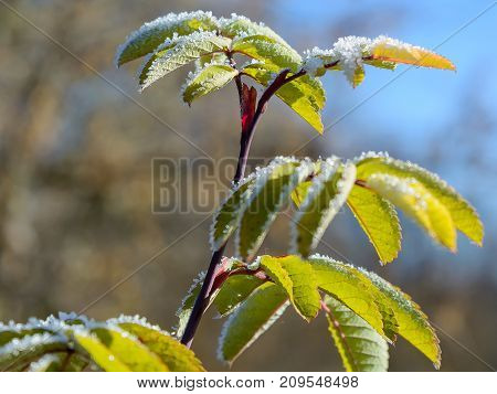 Autumn Autumn Frost first frost Forest Frost Frost On The Leaves Frost On The Plants Frozen Forest Frozen Leaves Frozen Leaves Of Rose Hips Frozen Plant Grove Late Autumn Nature Rose Hips In The Frost Wild Rose Bush