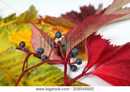 Colorful background of fallen autumn leaves close up.