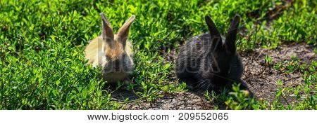 black and red little funny rabbit with long ears in the manger