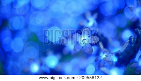 Christmas Led Lights In The Form Of Flowers, Blue Bokeh, Selected Focus