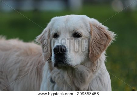 Golden Retriever dog outdoor. Walk in the park.