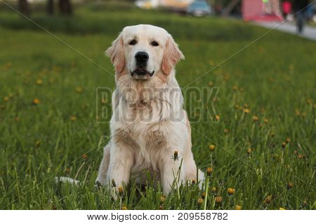 Golden Retriever dog outdoor. Walk in the park.