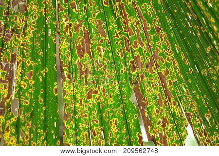 Background Of Old Sugar Palm Leaves Pattern